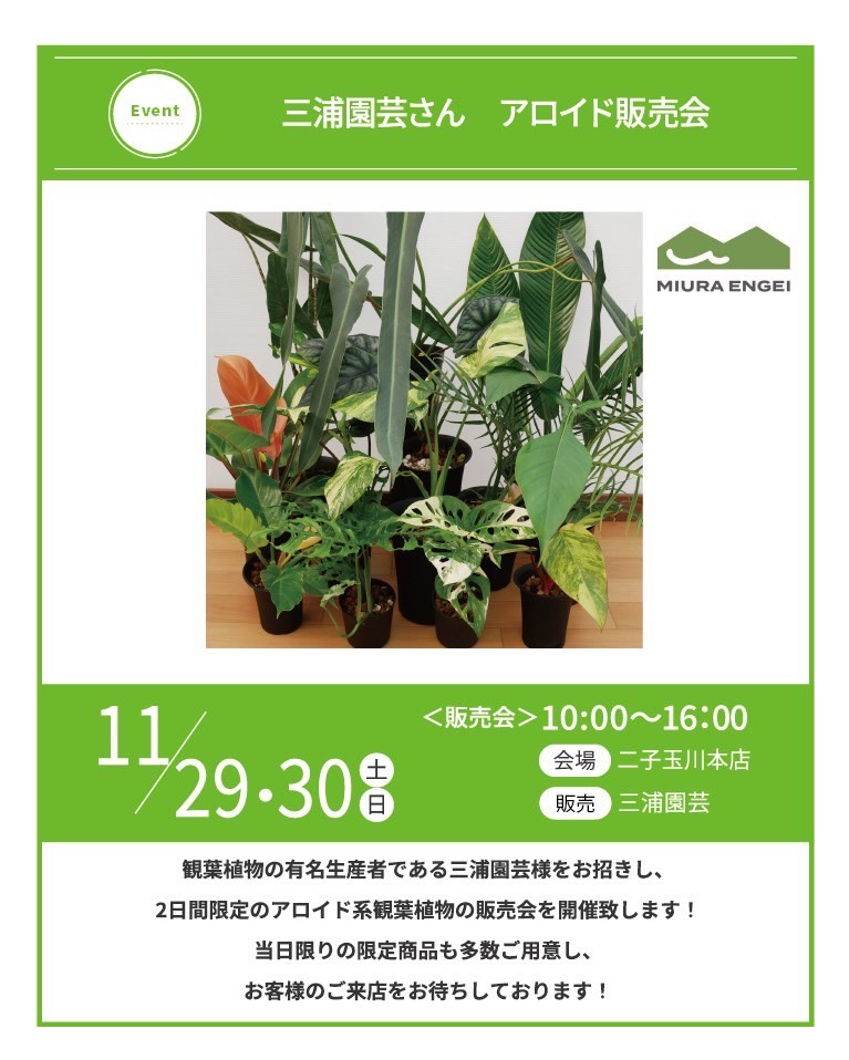 三浦園芸さんアロイド販売会2025がプロトリーフ二子玉川本店で開催、アロイド系観葉植物の限定販売が二子玉川エリアの観葉植物愛好家の注目を集める