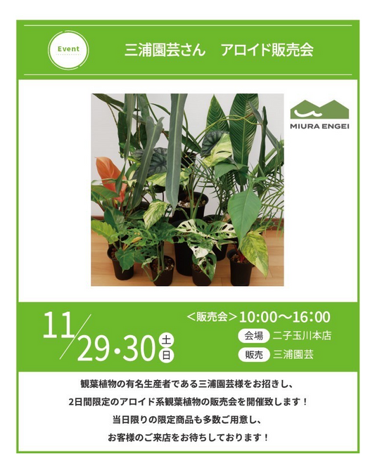 三浦園芸さんアロイド販売会2025がプロトリーフ二子玉川本店で開催、アロイド系観葉植物の限定販売が二子玉川エリアの観葉植物愛好家の注目を集める