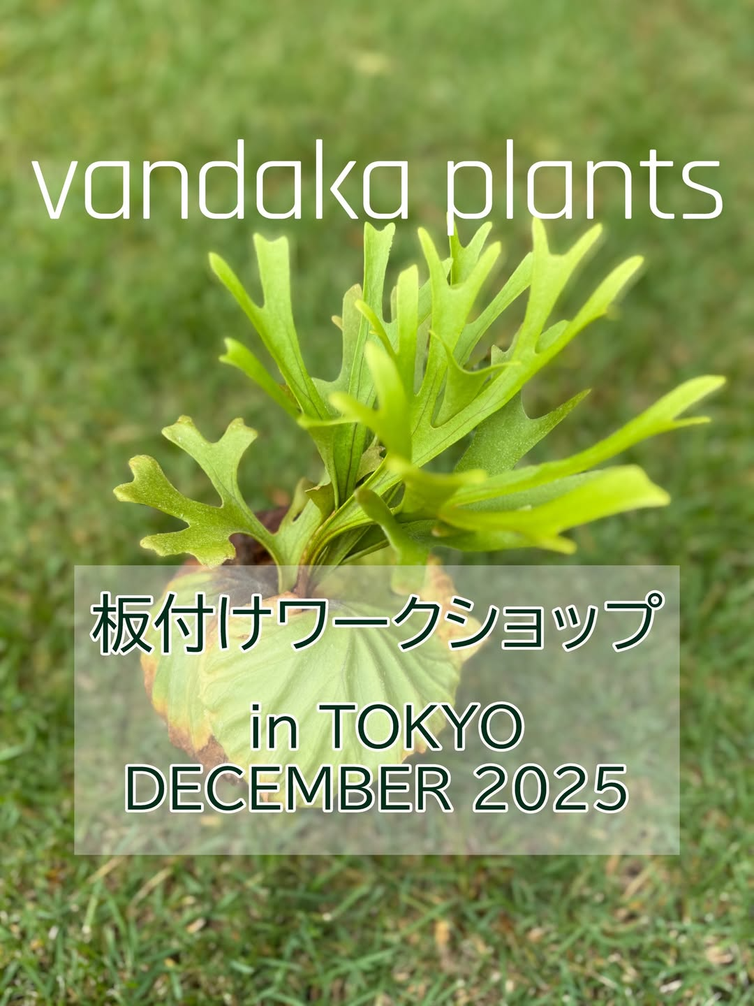vandaka plantsがビカクシダ板付ワークショップin東京2025を開催、vandaka plants GALLERY TOKYOで少人数制の実践レッスンがビカクシダ愛好家の関心を集める