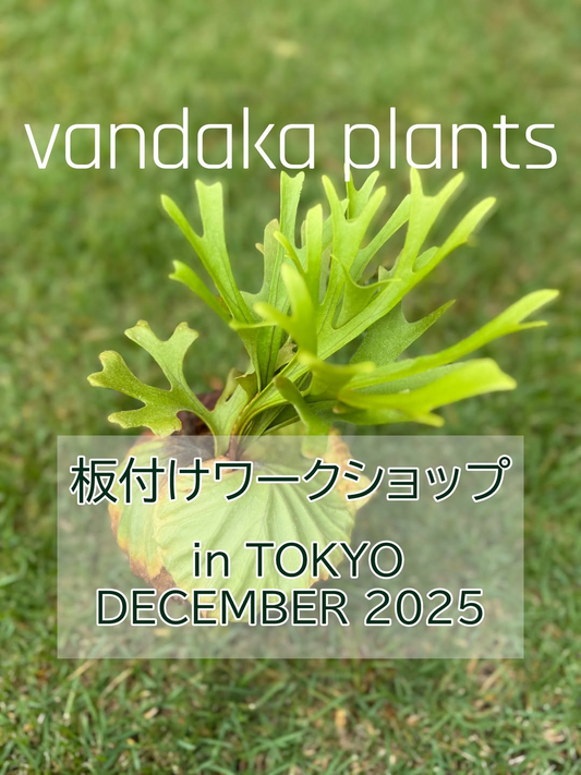 vandaka plantsがビカクシダ板付ワークショップin東京2025を開催、vandaka plants GALLERY TOKYOで少人数制の実践レッスンがビカクシダ愛好家の関心を集める