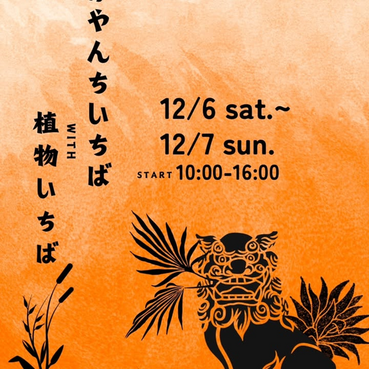 みやんちSTUDIO＆COFFEEがみやんちいちばwith植物いちば2025を開催し沖縄の植物と飲食と雑貨が集う