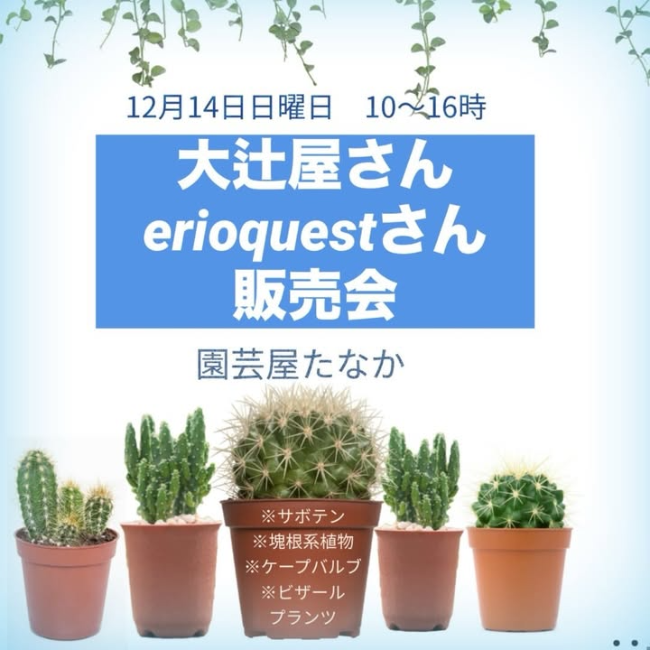 園芸屋たなかが大辻屋さん erioquestさん 販売会2025を開催、サボテンと塊根植物の出張販売が尼崎の植物愛好家の注目を集める