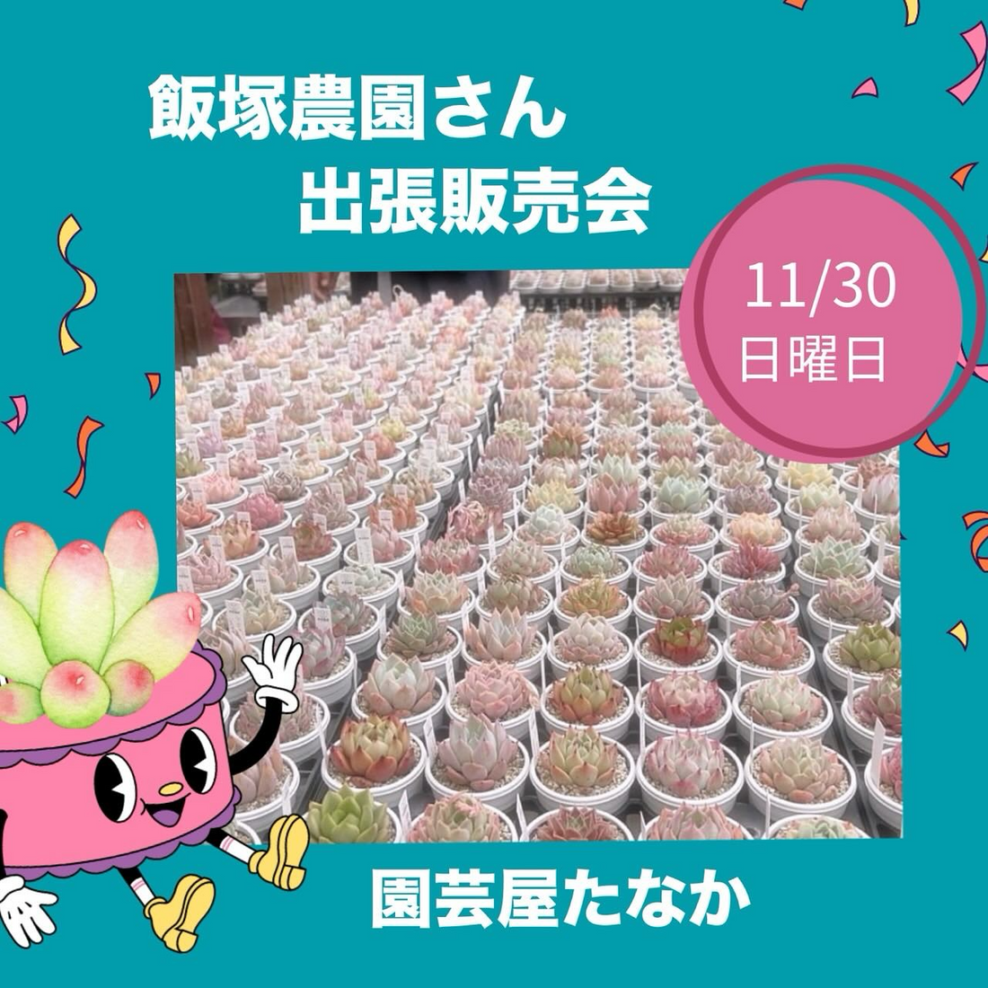 園芸屋たなかが島根の飯塚農園さんの出張販売会2025を開催、交配種エケベリアhyb多肉植物交配苗の販売会が多肉植物愛好家の注目を集める