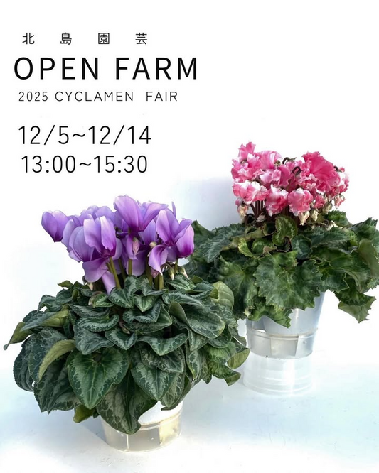 北島園芸が北島園芸OPEN FARM シクラメン直売会2025を飯塚農園で開催、島根県出雲市でオリジナルシクラメン直売を行う