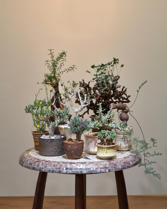 MEGASHEEPが冬の塊根植物展-Winter Caudex Exhibition-を開催、京都で冬型塊根植物とインテリア提案が塊根植物愛好家の関心を集める