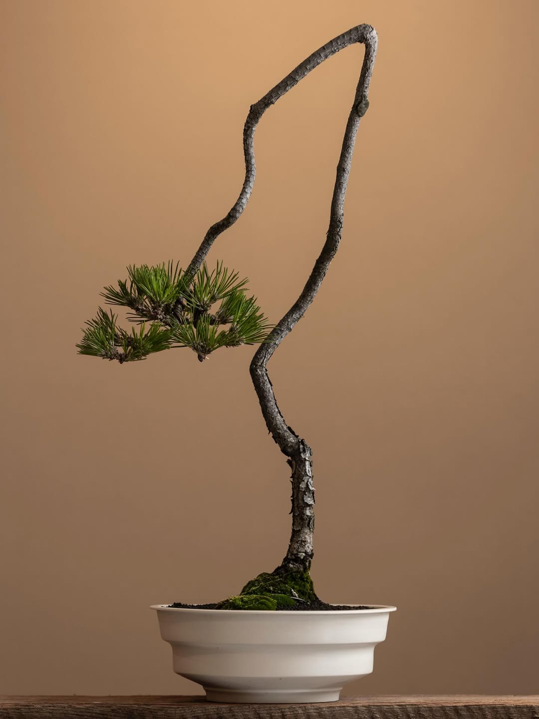 大谷哲也が大谷哲也 展 Tetsuya Otani Exhibitionを開催、まちのシューレ963大ギャラリーのうつわと盆栽の展示が工芸と暮らしの関係に注目を集める