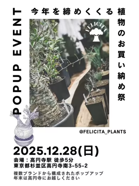 5ブランド合同 POPUP in 高円寺2025が冬型植物とアガベの買い納めイベントとして高円寺の植物愛好家の注目を集める