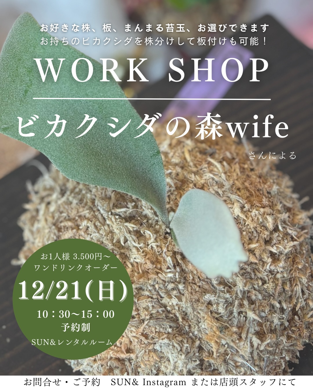 ビカクシダの森wifeさんがビカクシダ板付けワークショップ2025をSUN&レンタルルームで開催、中城村のSUN&でビカクシダ体験が植物ファンの注目を集める