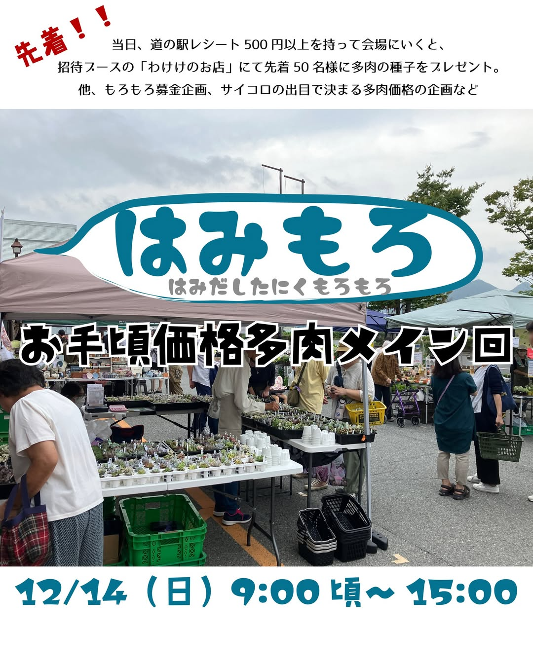 はみもろ2025がお手頃価格多肉メイン回を開催、道の駅北はりまエコミュージアムの多肉植物イベントが掘り出し物探しで愛好家の注目を集める
