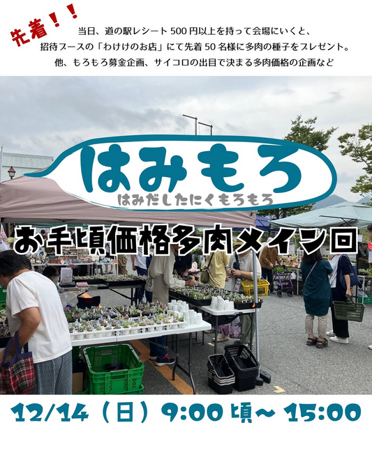 はみもろ2025がお手頃価格多肉メイン回を開催、道の駅北はりまエコミュージアムの多肉植物イベントが掘り出し物探しで愛好家の注目を集める