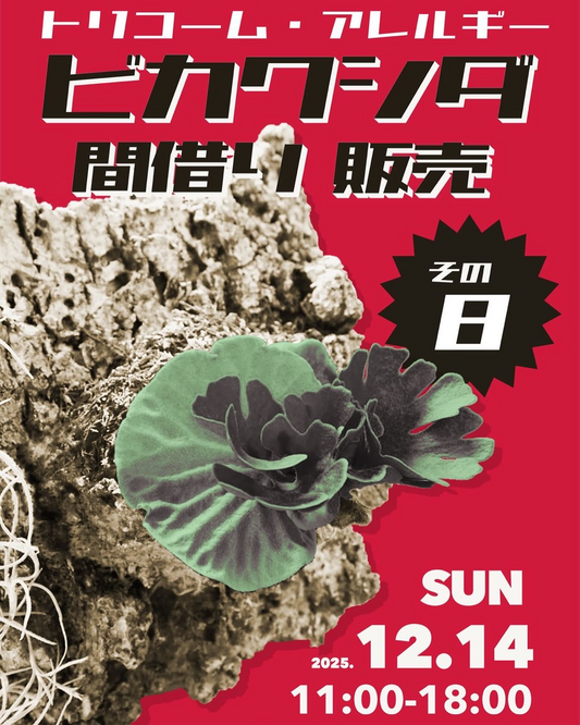 トリコーム・アレルギービカクシダ間借り販売その8が開催、ハローズ・ジェネラルで2025年のビカクシダイベントが佐賀の愛好家の注目を集める