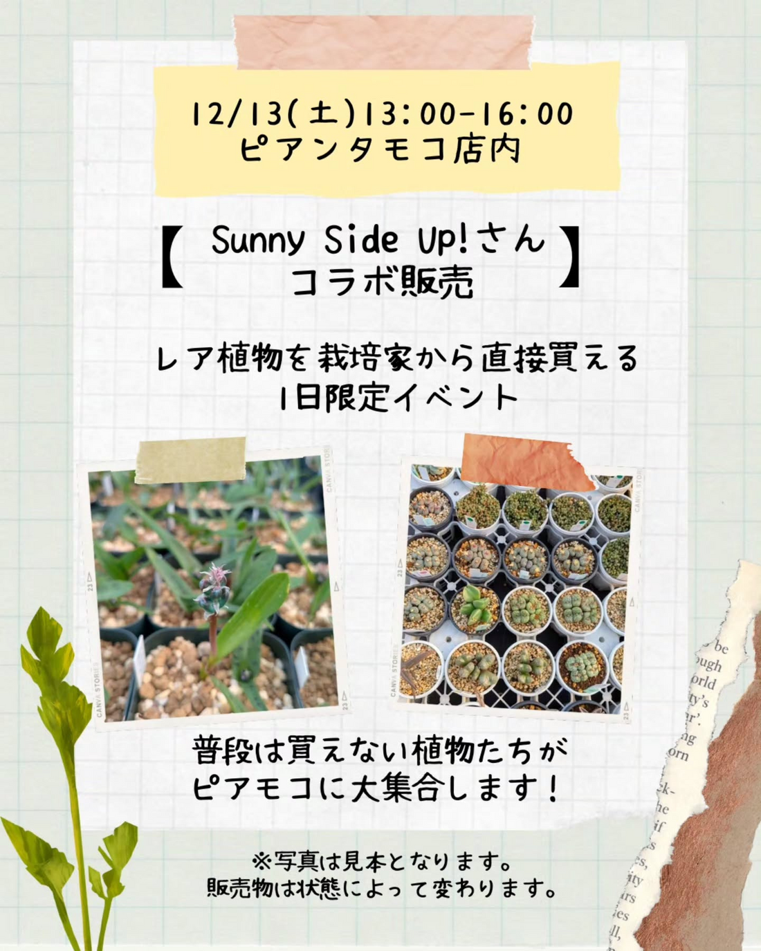 Sunny Side UP！さんコラボ販売2025がPianta mocoで栽培家と多肉植物のレア株販売イベントを開催、新潟市のインテリアグリーン需要に応える催し