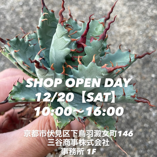 MS_kyoto_plantsがSHOPOPENDAY2025を三谷商事京都本社で開催、京都伏見の事務所開放型販売会が植物愛好家の来場機会に