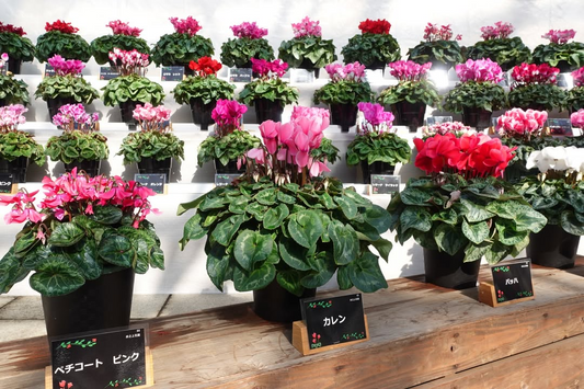 フラワーパークかごしまがシクラメン展2025-2026を開催、鹿児島県産70品種の冬の花が屋内庭園に集結