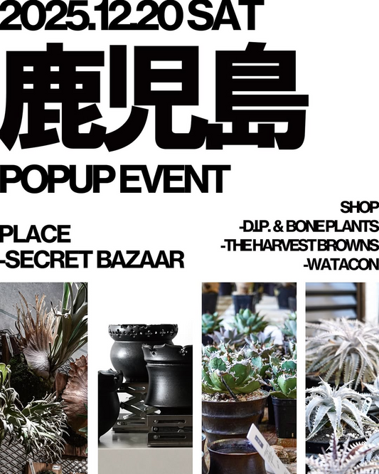 D.I.P.など4ショップが鹿児島POPUPイベント2025をSecretBazaarで開催、ビザールプランツと鉢の展示販売が植物愛好家の注目を集める