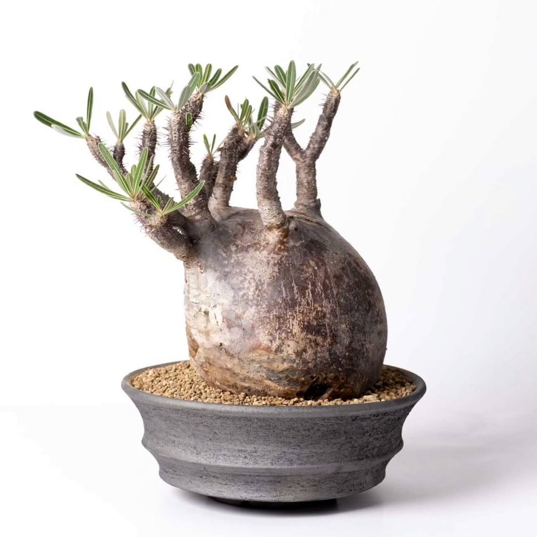 KOMO.DRY年末セール&即売会2025が糸島ガラスハウスでパキプスやアガベ選抜株を販売、年末の塊根植物即売イベントとして開催