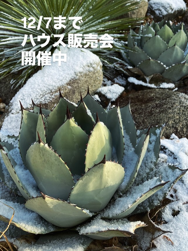 キングプランツが気仙沼クラブハウス販売会2025を開催、大型アガベが並ぶ年内最終イベントが宮城県気仙沼市で植物愛好家の注目を集める