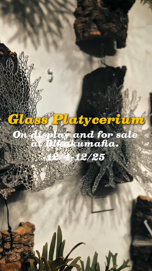 Glass×Platycerium第2弾をBikakuMafia南青山店が2025年に開催、ガラスのビカクシダ作品が東京の植物シーンに新たな魅力をもたらす