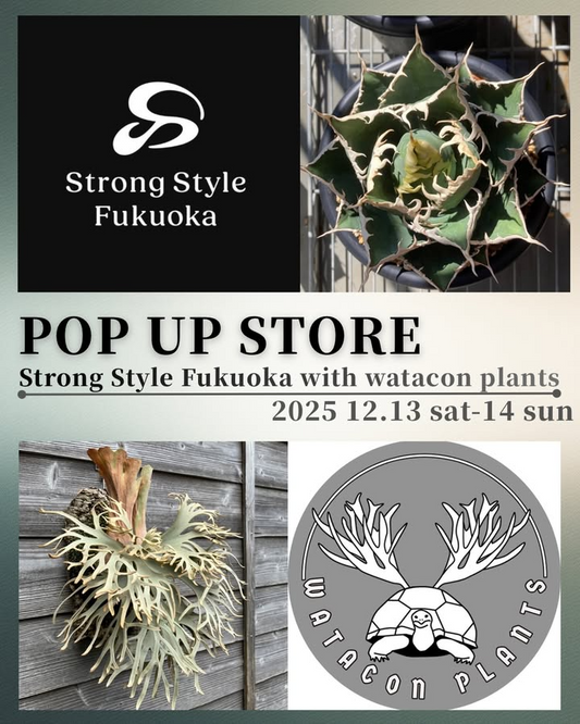 Strong Style Fukuoka with Wataconが2025年に鹿児島ナカムラ薬局でPOP UPを開催し観葉植物と塊根植物の魅力が地域の植物愛好家に届く
