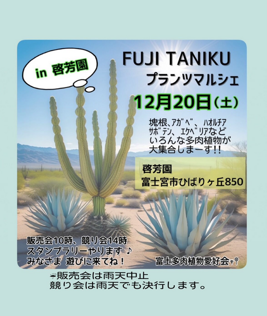 FUJI TANIKU プランツマルシェ in 啓芳園2025が多肉植物販売会と競り会を開催、静岡県富士宮市ひばりが丘で塊根やアガベ愛好家の交流の場となる