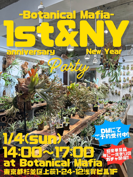 BotanicalMafia荻窪店がBM荻窪店1周年記念&新年パーティ2026を開催、ビカクシダ特賞のスペシャルガチャと交流会が植物愛好家の注目を集める
