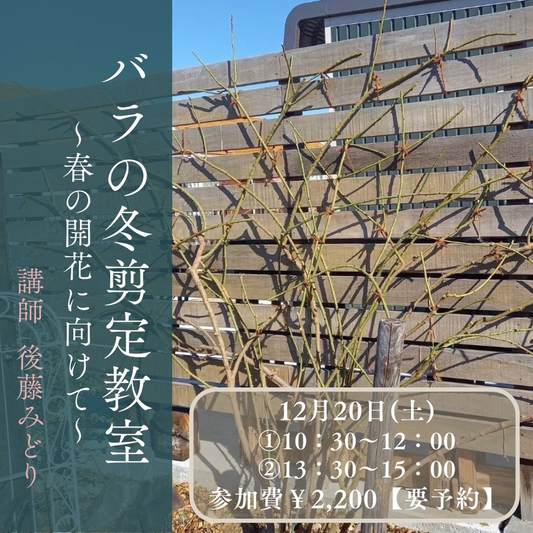Rosa Verteがバラの冬剪定教室2025を開催、後藤みどりの実演見学で冬管理を学ぶ機会に