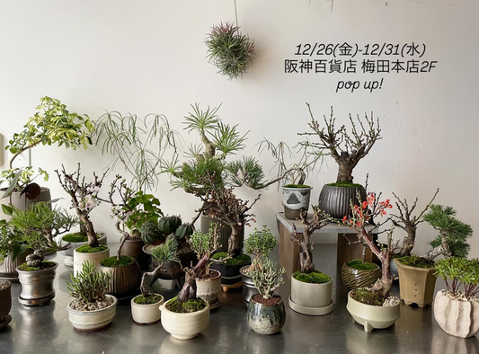 「クフグウ」POP-UP SHOPが阪神百貨店梅田本店で開催、盆栽としめ縄リースの販売が年末に