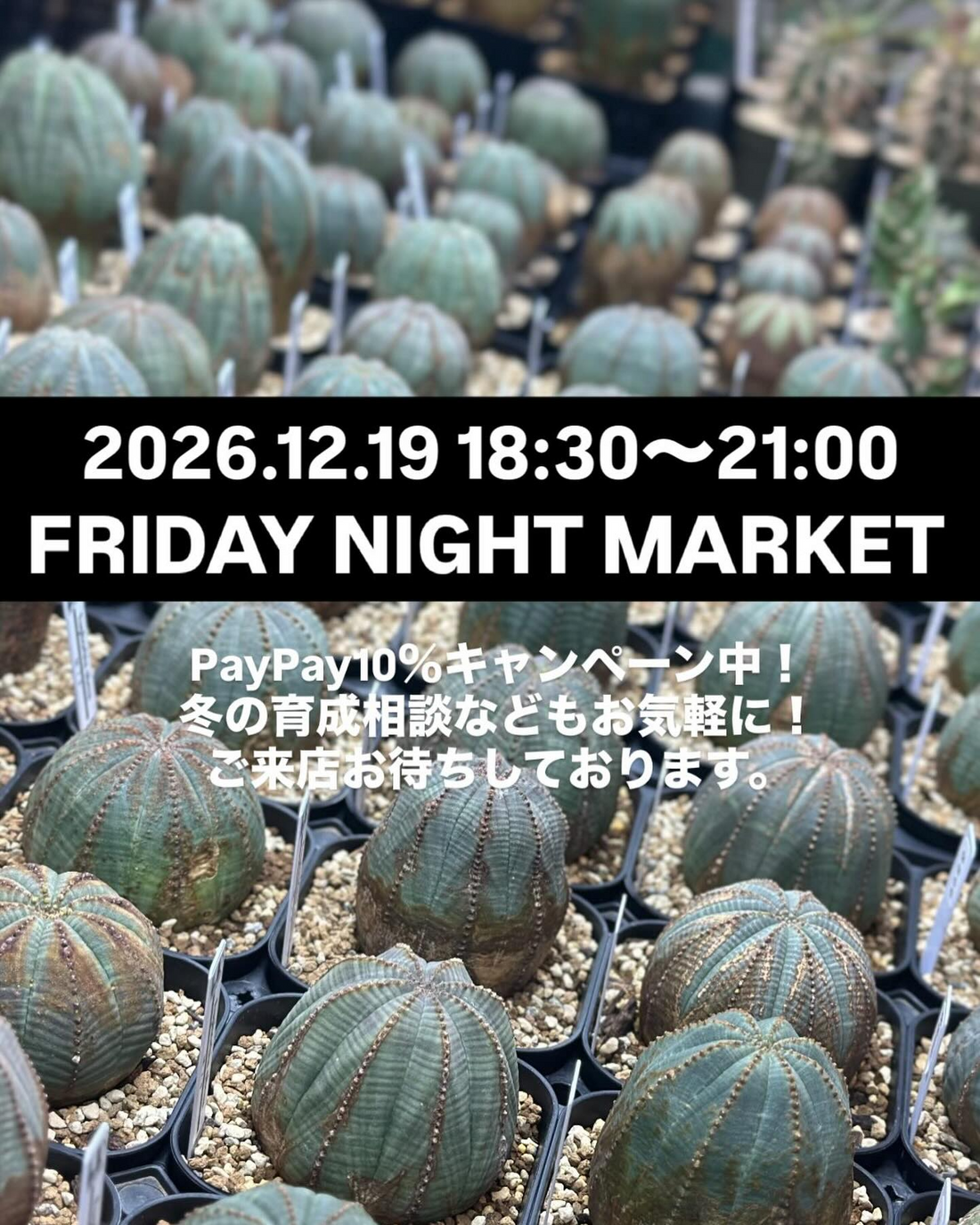 Libaran.plantsがナイトマーケットを開催、オベサ購入と育成相談が桜台店舗で可能に