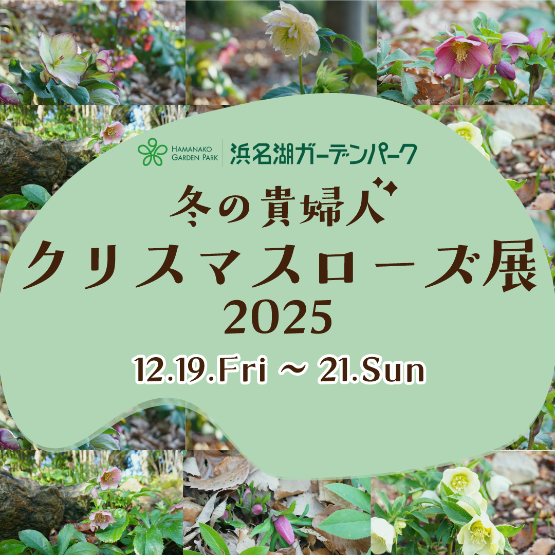 浜名湖ガーデンパークが冬の貴婦人クリスマスローズ展2025を開催、品種展示と即売会が来場者の関心を集める