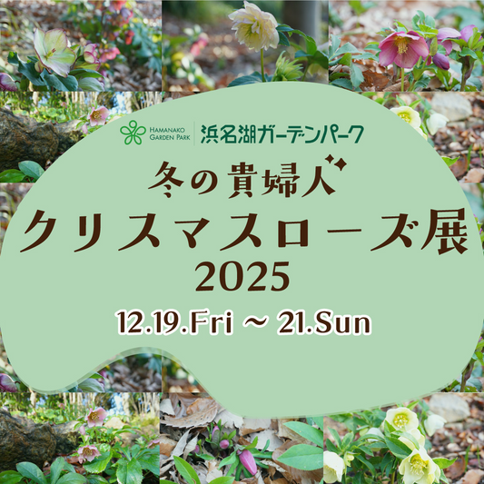 浜名湖ガーデンパークが冬の貴婦人クリスマスローズ展2025を開催、品種展示と即売会が来場者の関心を集める