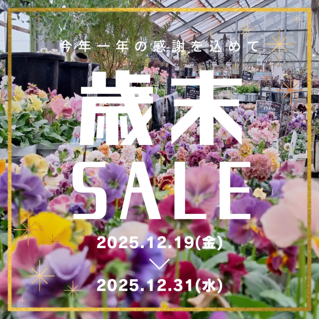 DrawGardenが歳末バーゲンSALE2025を開催、花苗と観葉植物と多肉植物を割引販売