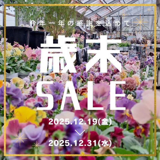 DrawGardenが歳末バーゲンSALE2025を開催、花苗と観葉植物と多肉植物を割引販売