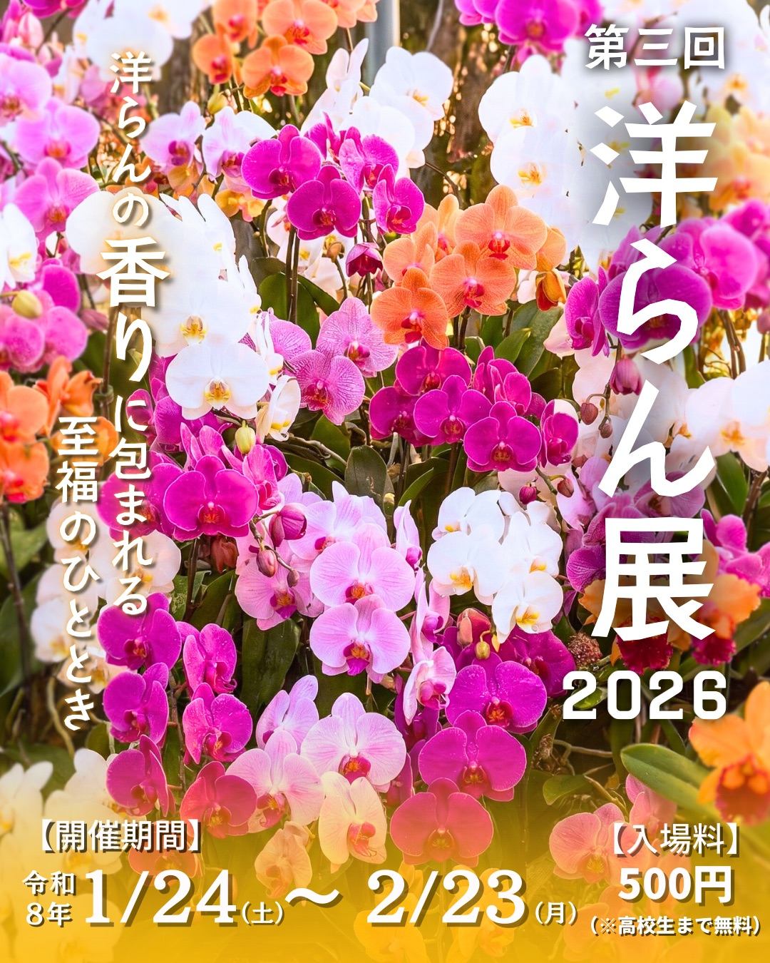 第三回洋らん展2026が開催決定、香りテーマの胡蝶蘭ディスプレイとカトレア特別展示が注目に