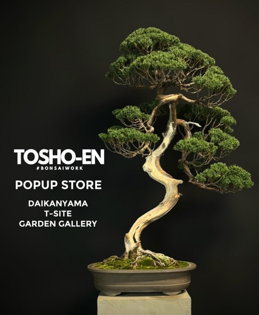 伊木山ガーデンが伊木山フェス2026を開催、5000坪園芸店で多肉植物直売会が各務原市に集結