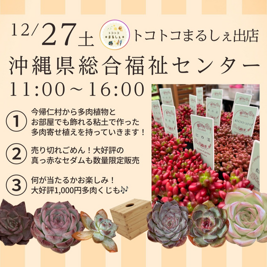 botanical mafia荻窪が新春ビカクシダスペシャルガチャ2026を開催、willinckii Masayuなど景品が運試しに