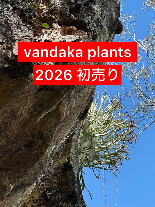 vandaka plantsが初売2026を開催、東京店京都店同時開催と福袋企画が来店動機に