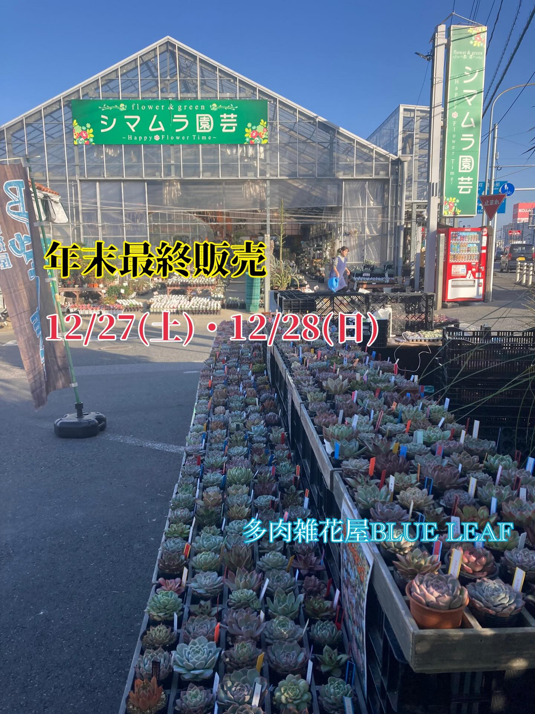 多肉雑貨屋BLUE LEAFが年末最終販売を開催、シマムラ園芸で多肉バイキングが2日間実施