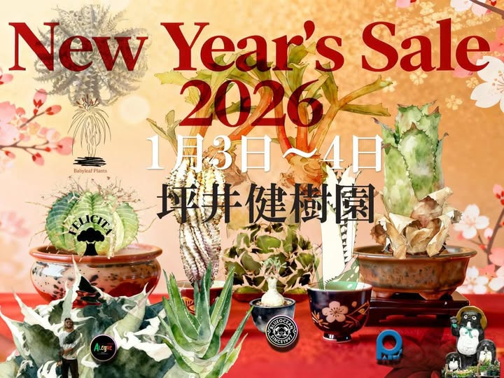 坪井健樹園が初売り2026を開催決定、健樹園で福袋と新春セール商品が登場