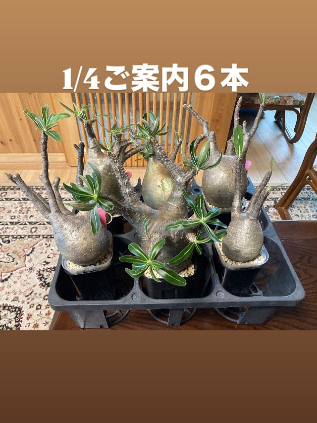 気仙沼クラブハウス販売会が2026初売りを開催、グラキリス現地球特別価格販売が来場者の目安に