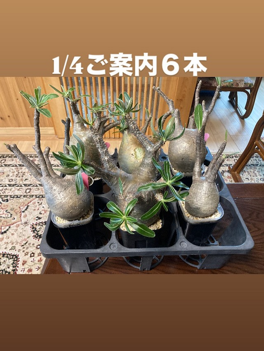 気仙沼クラブハウス販売会が2026初売りを開催、グラキリス現地球特別価格販売が来場者の目安に