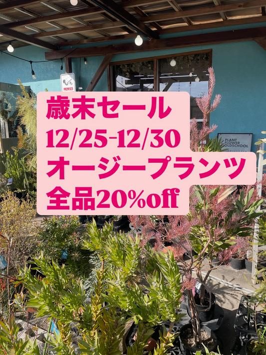 植物とお花のお店オルとグラが歳末セールを実施、店頭植物20%OFFがオージープランツの購入機会に