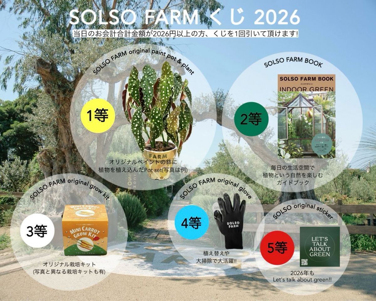 AQUAPLANTS SHOP Trashが初売り2026を開催、福袋抽選会とADA流木販売が