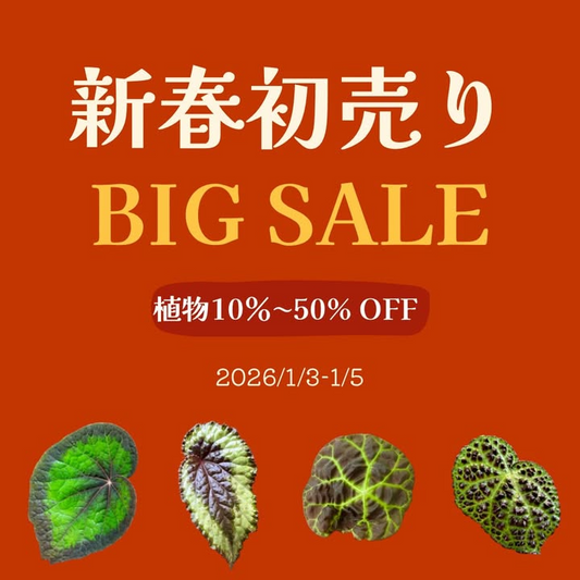 STANBOTANICALGALLERYが2026初売りビカクシダNEWYEARSALEを開催、ビカクシダ株を26%OFFで販売