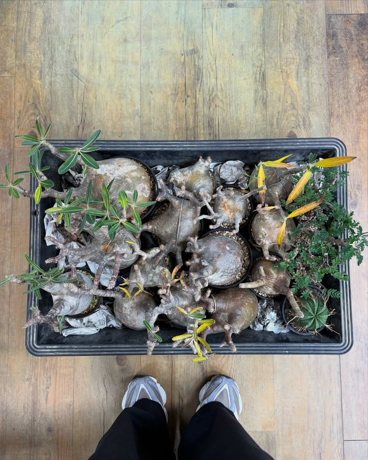 N3SELECTが初売り4大フェアを開催、店内植物20%OFFと福袋が福岡の来店需要に対応