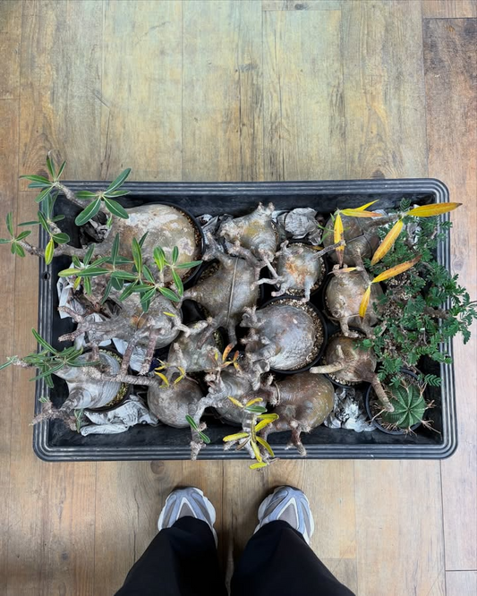 N3SELECTが初売り4大フェアを開催、店内植物20%OFFと福袋が福岡の来店需要に対応