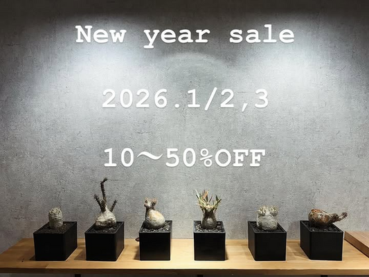 284 NIWASHIが新春初売りを告知、塊根植物の人気種と一点ものを新春限定プライスで販売