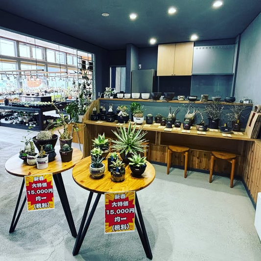 ビザール旭川が新春初売り福袋を開催、アガベやパキポなど希少植物の福袋特価販売