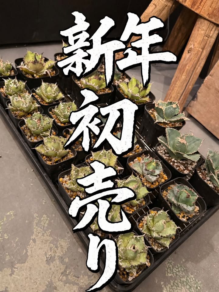 movin plantsが新春アガベ初売り福袋を開催、実生1株プレゼントと選抜株販売で新年の購買需要に対応