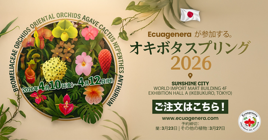 オキボタがオキボタスプリング2026を開催、洋ランと食虫植物の販売が池袋サンシャインシティに集結