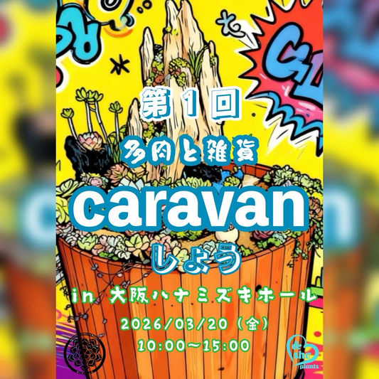 caravanしょうが多肉と雑貨のマルシェを開催、ハナミズキホールで多肉と雑貨の出店が集結